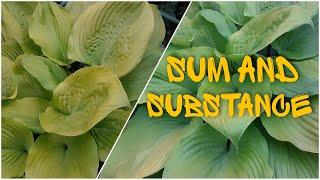 Хоста Sum and Substance ⭐ Hosta Sum and Substance