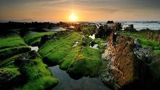 Зеленая красота леса/Green Forest Beauty