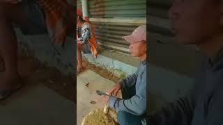 Seru...Bukan hanya Cerita! Gotong Royong Pembersihan Lapak Bazzoka Reborn Merpati Kalibeber