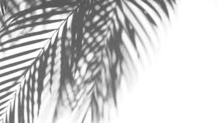 Palm Tree Shadow Free White Background Videos, Motion Graphics, No Copyright | All Background Videos