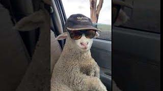 New Jackeroo On The Farm || ViralHog