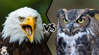 EAGLE VS OWL - Who Would Win?