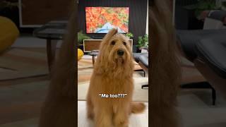 My dog has a lot of part-time jobs… #goldendoodle #funnydog #doglover