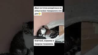 Помощь бездомным животным. Минск #помощьбездомнымживотным #cat #кот #котик #котята