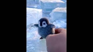 Pinch the penguin baby. Cute and adorable. Penguins. How healing can small animals be? Cute pets