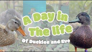 A Day in the Life of Ducklee and Eve