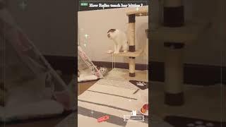 How Scottish fold cat, Reiko teach her kitties?