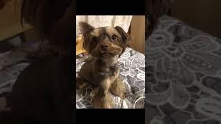#shortvideo #chaki #dog #youtubeshorts #ip #up #shorts