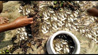 Unique Fishing Style In Dry Season - Amazing Boy Catfish Underground Hole After Water Recedes