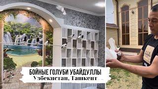 Тасманы, Капкан - чинны | Винт, столб, гребля | Шикарный питомник бойных голубей, Ташкент