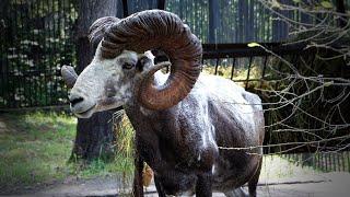 A female argali with a cub and the largest ram in the world - argali.