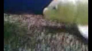 Amazing Talking Fish Eats Rocks