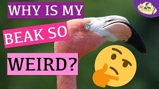 Why Do Flamingos Eat Upside Down? | Fast Fabulous Flamingo Facts