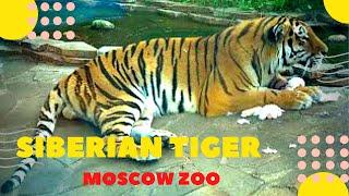 Тигр амурский Московский зоопарк Siberian Tiger  Moscow zoo 老虎 タイガー टाइगर  টাইগার เสือ ziminvideo