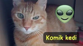 Komik kedi videoları izle #keşfet