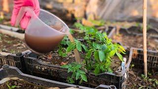 One Simple Trick for BIGGER, HEALTHIER Seedlings! (100% Natural!)