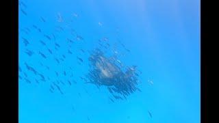 Incredible encounter with a Leatherback Turtle (Tartaruga Liuto - Dermochelys coriacea) in Sardinia