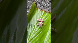 Orchid Praying Mantis: A Majestic Predator Resting on a Leaf #shorts #orchidmantis