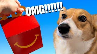 CORGI PUPPY DEVOURS MCDONALDS HAPPY MEAL!! CUTENESS OVERLOAD