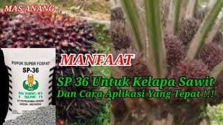 MANFAAT PUPUK SP 36 UNTUK KELAPA SAWIT , DOSIS DA CARA APLIKASI