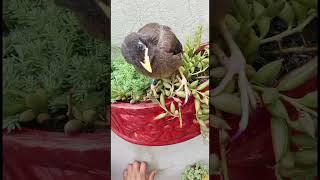 Birds lover #mena #youtubeshorts #viralvideo