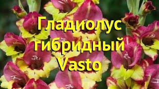 Гладиолус гибридный Васто. Краткий обзор, описание характеристик, где купить луковицы Vasto