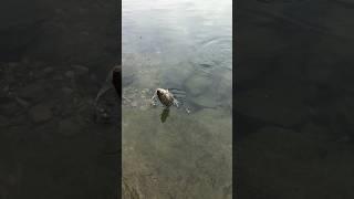 Fish with a single rod and use hook number 1 to catch tilapia.#shorts