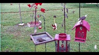 Johnny's Birdfeeders / Chat