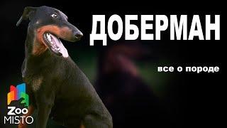 Доберман - Все о породе собаки | Собака породы - Доберман