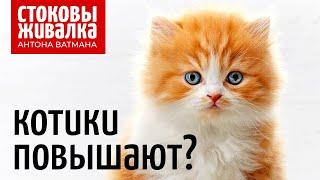 Котики повышают просмотры и продажи? Антон Ватман отвечает на вопросы о стоках.