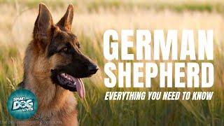 German Shepherd Dog Breed Guide | Dogs 101 - German Shepherd