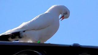 Поднял молодых голубей и сразу прилетел он. Raised young pigeons and immediately attack.