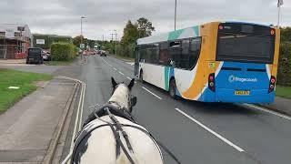 Trying to Train for Every Eventuality - with Penny the Cob in Town