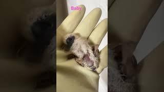 #baby #bird #chick #natural