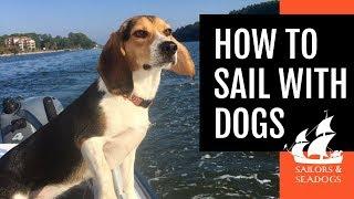 HOW TO SAIL WITH DOGS [Tips for a Pet-Friendly Voyage] // Sailors & Seadogs