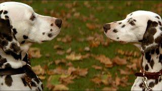 How Pongo Meet Perdita in the Movie of 101 Dalmatians