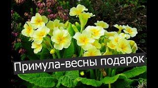 Примула из полимерной глины|Своими руками|Мастер класс.