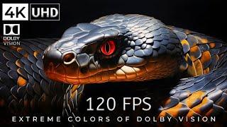 Extreme Colors of Dolby Vision™ | 4K HDR Video Ultra HD 120 FPS