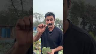Magical plant