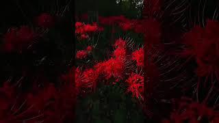 lycoris 