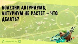 Болезни антуриума, антуриум не растет — что делать?