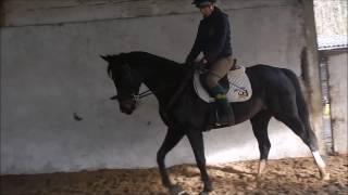 Hesteyri Horses ~ Sponsored Riders