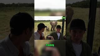 Up close with elephant: heart-pounding wildlife adventure