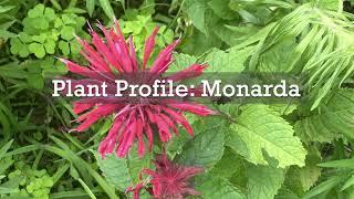 Monarda Plant Profile