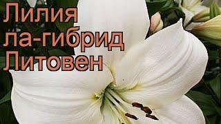 Лилия ла-гибрид Литовен (lilium)  ла-гибрид лилия Литовен обзор: как сажать, луковицы лилии Литовен