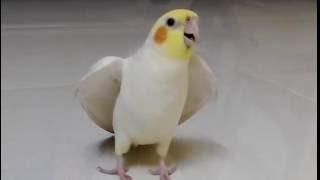 Singing Cockatiel supercute