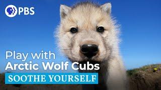 Play with Arctic Wolf Cubs