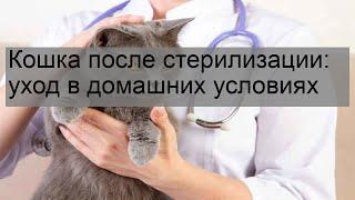 Кошка после стерилизации: уход в домашних условиях