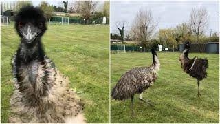 Excitable Emu starts running around her field after being filmed | Emu Zoomies