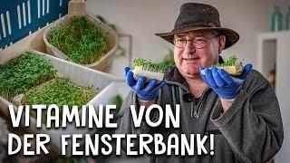 Rucola, Chia & Kresse anbauen!  - Microgreens selber ziehen auf der Fensterbank